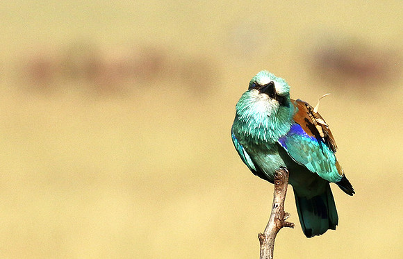 European roller