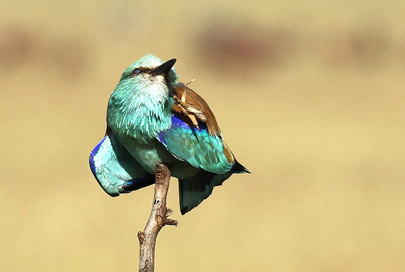 European roller