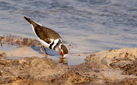 Three-banded plover - Hwange NP