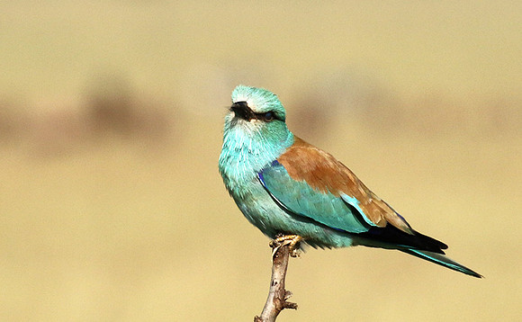 European roller