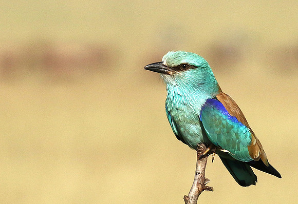 European roller