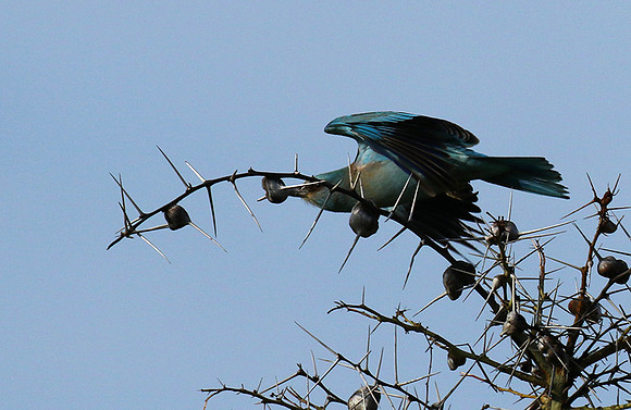 European roller