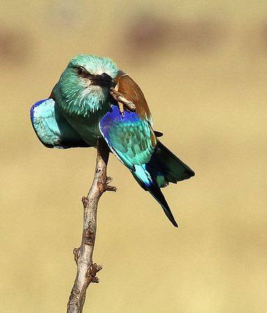 European roller