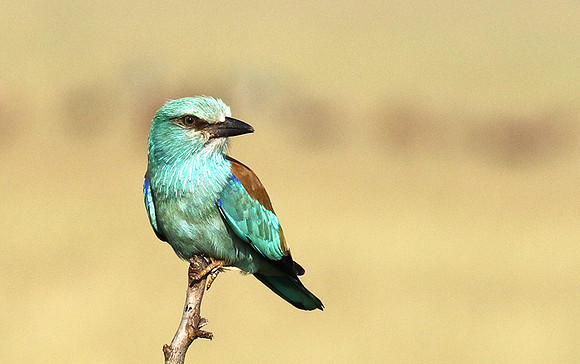 European roller