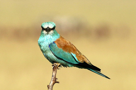 European roller