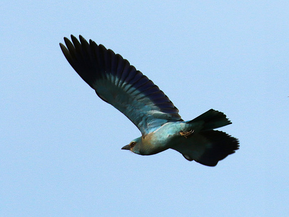 European roller