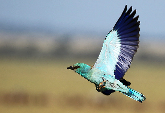 European roller