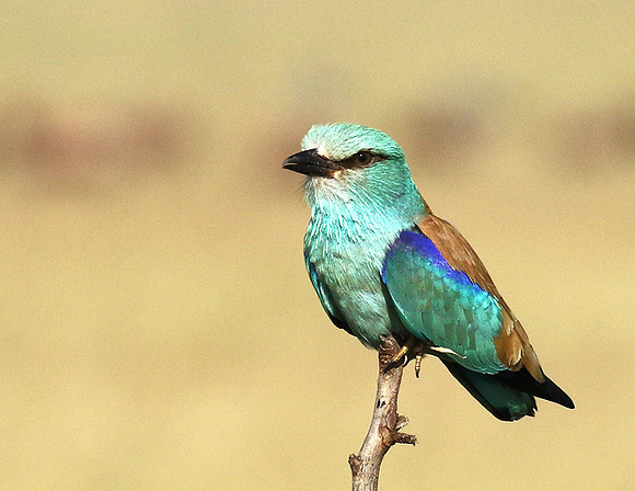 European roller