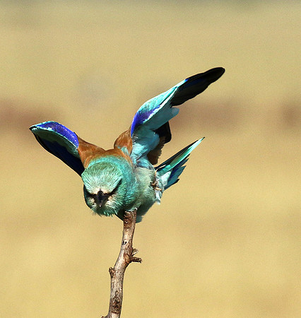 European roller