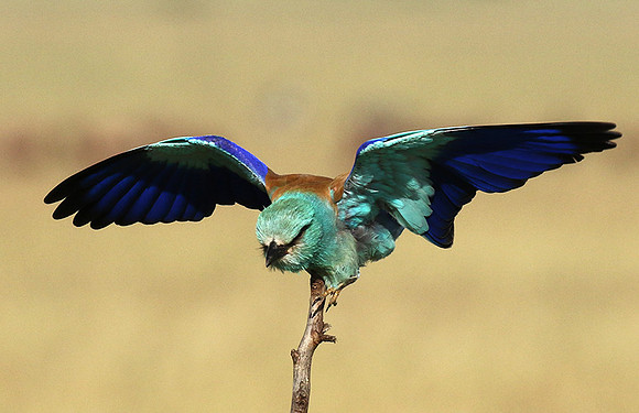 European roller