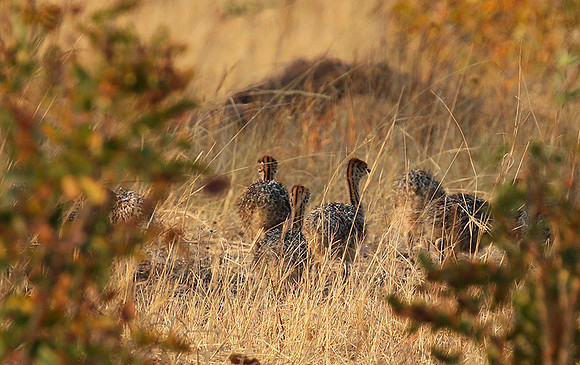 Hwange NP