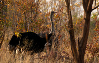 Hwange NP