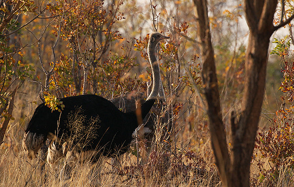 Hwange NP