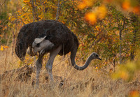 Hwange NP