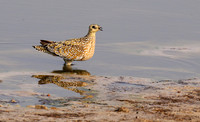 Burchell's sandgrouse - Hwange NP