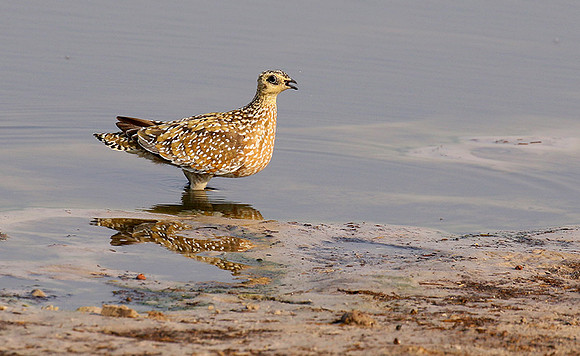 Burchell's sandgrouse - Hwange NP