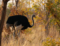Hwange NP