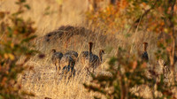Hwange NP