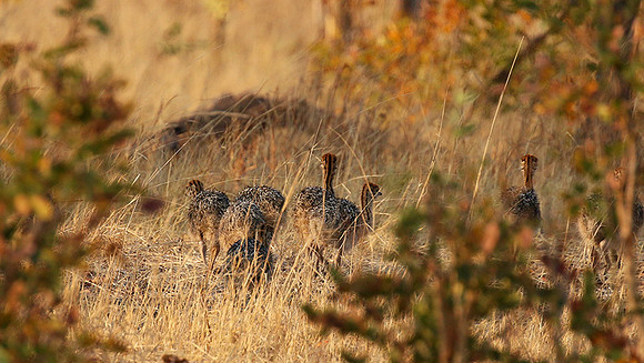 Hwange NP