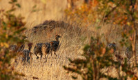 Hwange NP