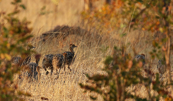 Hwange NP