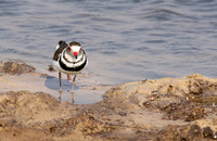 Three-banded plover - Hwange NP