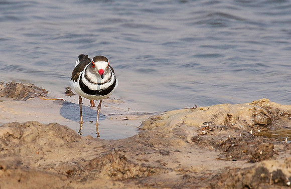 Three-banded plover - Hwange NP