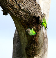 Brown-headed parrot - Londolozi game rerve