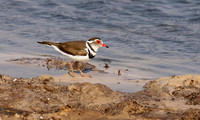 Three-banded plover - Hwange NP