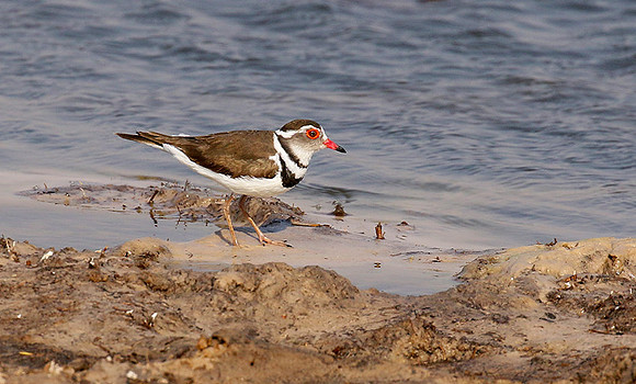 Three-banded plover - Hwange NP