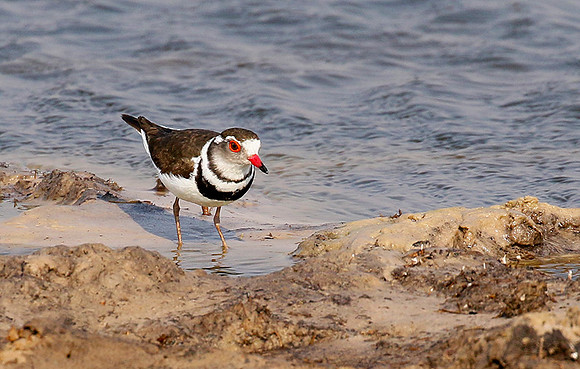 Three-banded plover - Hwange NP