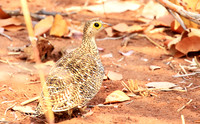 Double-banded sandgrouse - Matusadona NP