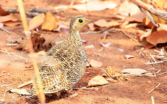 Double-banded sandgrouse - Matusadona NP