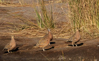 Burchel's sandgrouse - Hwange NP
