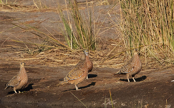 Burchel's sandgrouse - Hwange NP