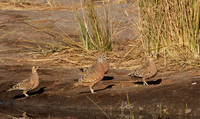Burchel's sandgrouse - Hwange NP