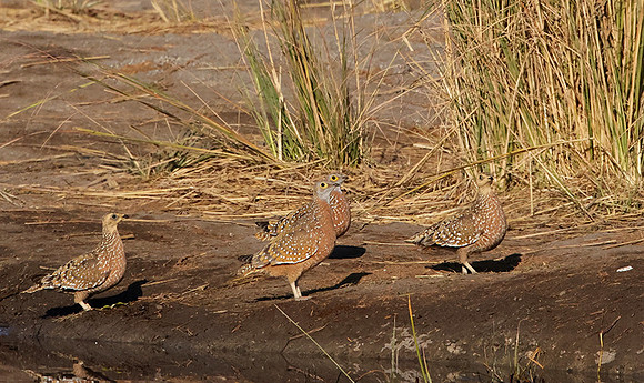 Burchel's sandgrouse - Hwange NP