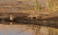 Burchel's sandgrouse - Hwange NP