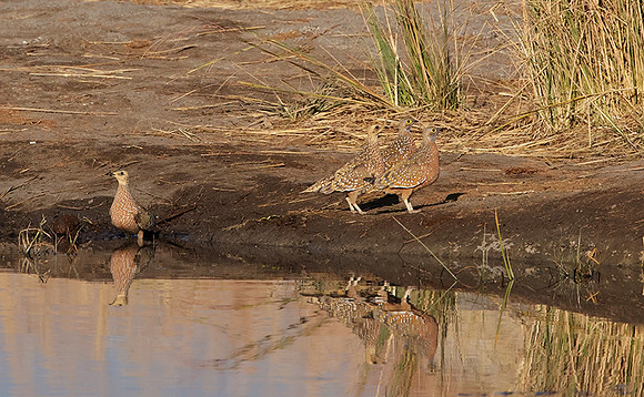 Burchel's sandgrouse - Hwange NP