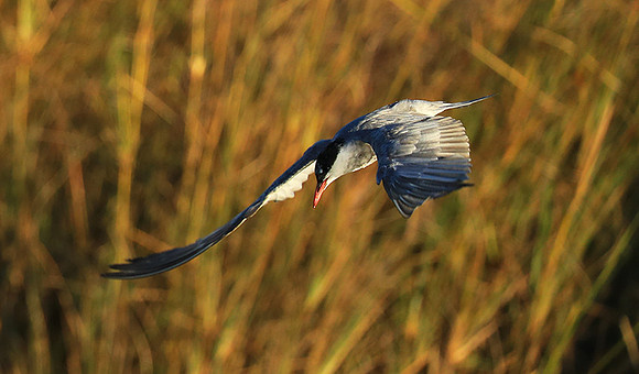 Whiskered terns - Liuwa Plain NP