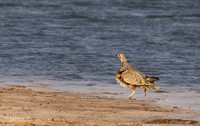 Burchell's sandgrouse - Hwange NP