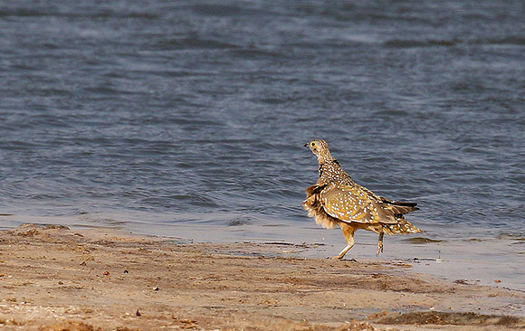 Burchell's sandgrouse - Hwange NP