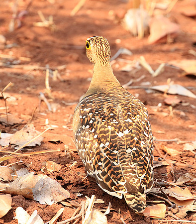 Double-banded sandgrouse - Matusadona NP