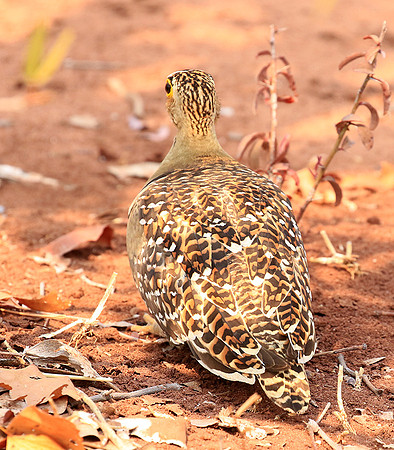 Double-banded sandgrouse - Matusadona NP