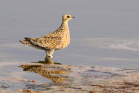 Burchell's sandgrouse - Hwange NP