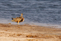 Burchell's sandgrouse - Hwange NP
