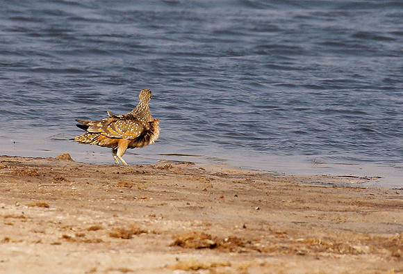 Burchell's sandgrouse - Hwange NP
