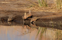 Burchel's sandgrouse - Hwange NP