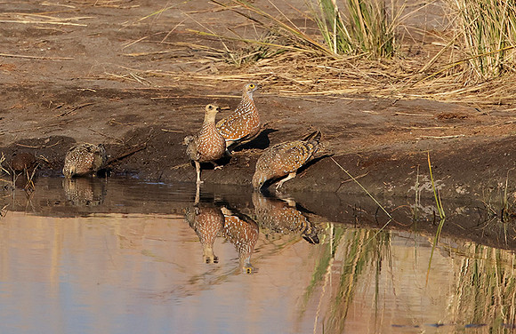 Burchel's sandgrouse - Hwange NP