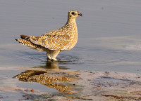 Burchell's sandgrouse - Hwange NP
